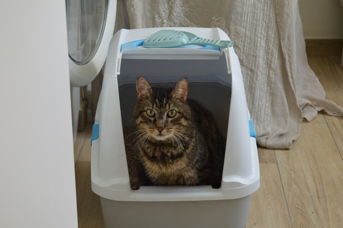 Secret de chat : une poudre anti-odeur pour la litière