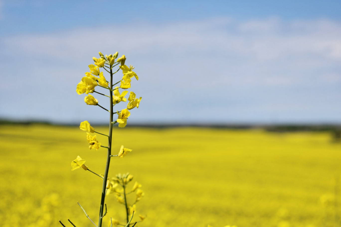 Transformer le colza en biofioul dans les Hauts-de-France | La Gazette Oise