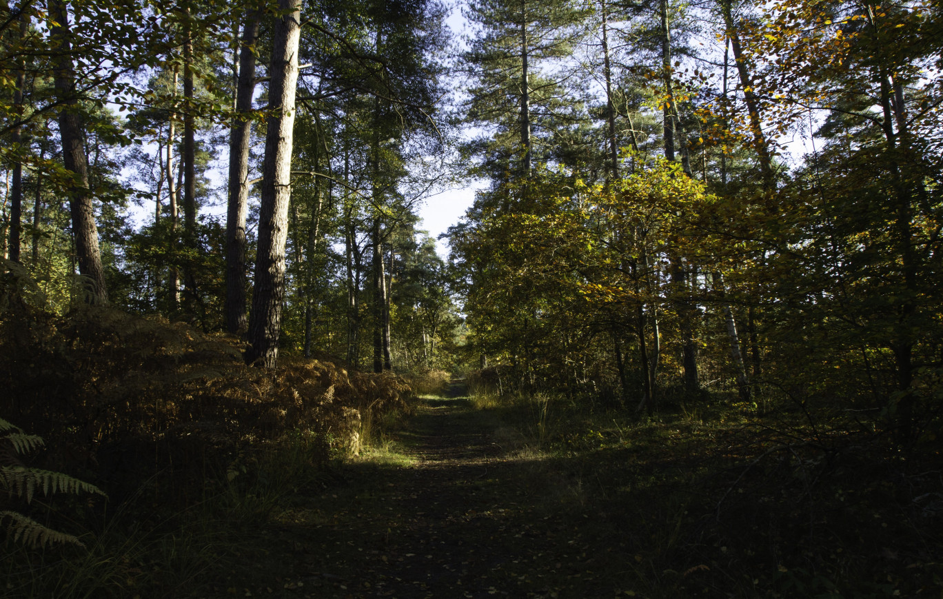 La forêt de Chantilly fait partie du Parc naturel Oise-Pays de France.(c)philkilla 