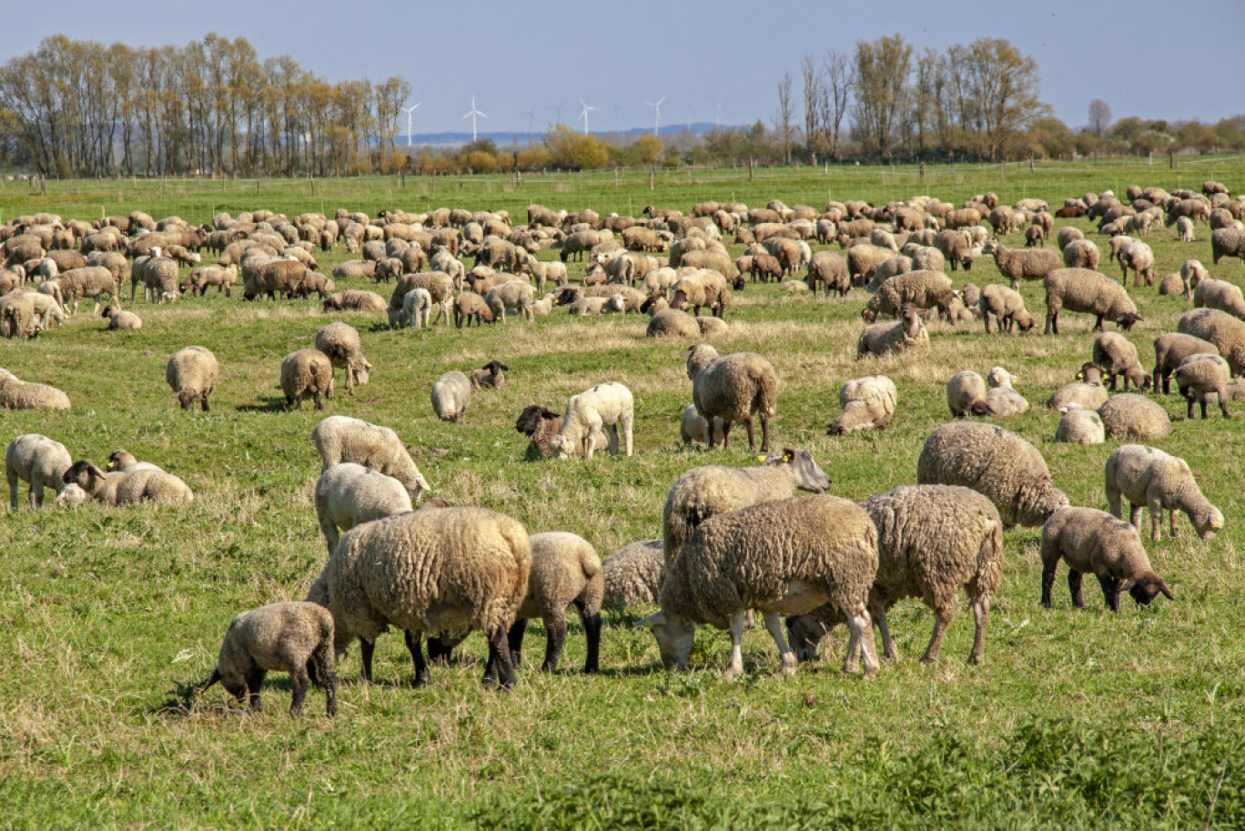 Forte évolution pour les agneaux pré-salés de la baie de Somme, labellisés AOP. (c)AdobeStock