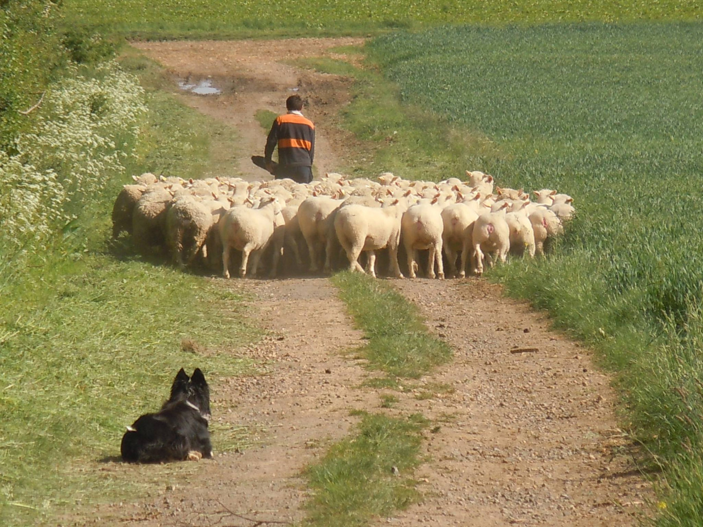 Antoine Lefèvre, éleveur d’ovins, a trouvé d’autres solutions pour vendre ses bêtes, 900 moutons en moyenne chaque année. (c) Antoine Lefèvre