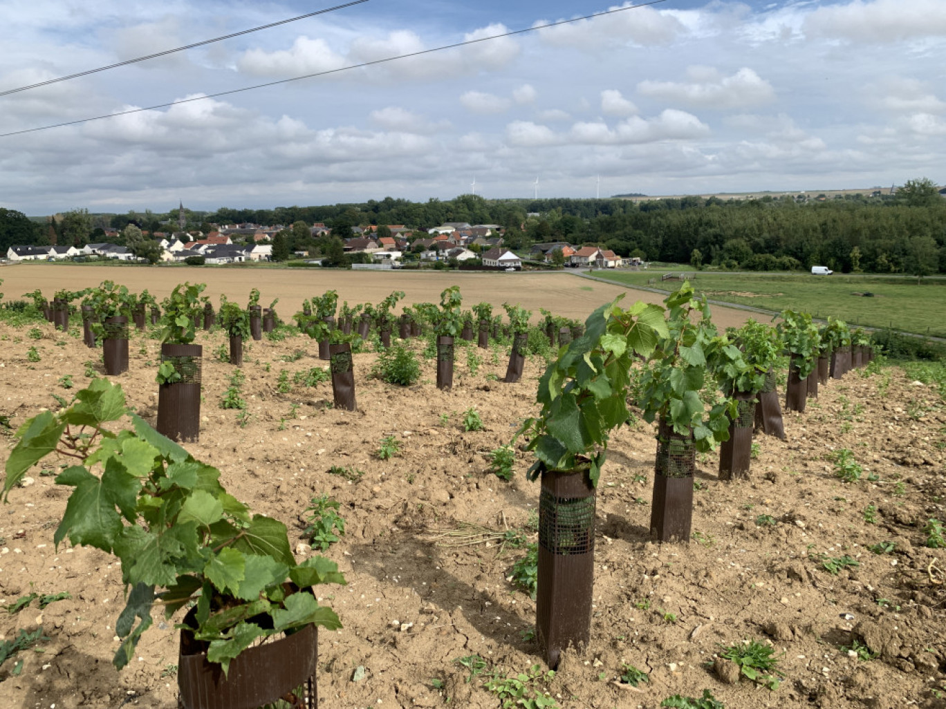 C'est 1,2 hectare qui a été planté au printemps, soit 7 200 pieds de vignes. (c) Bruno Cardot)