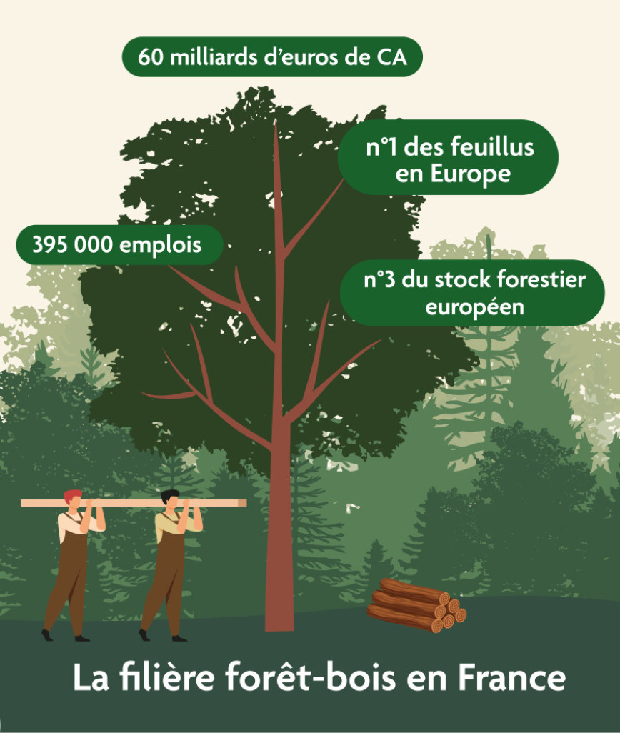 La filière bois cumule enjeux écologiques et économiques