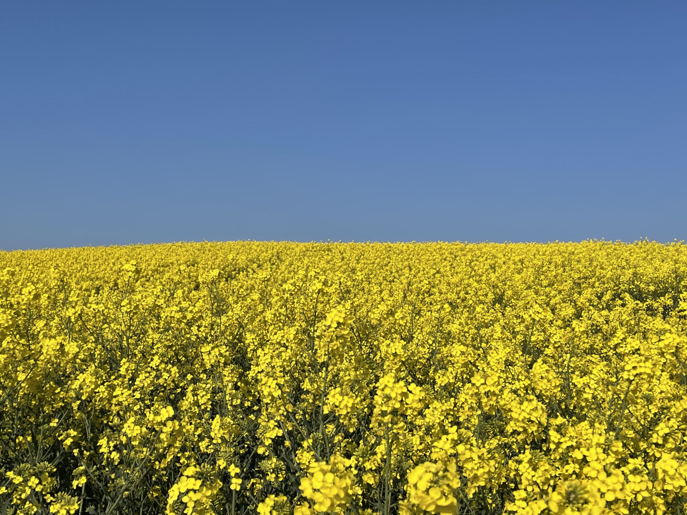 Champ de colza et ciel bleu, (Pas-de-Calais, avril 2022) qui rappellent le drapeau ukrainien (Pas-de-Calais, avril 2022).