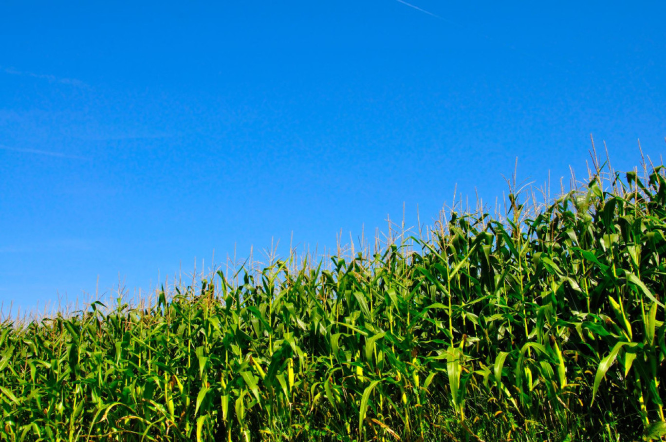 En 2021, la récolte de maïs a été exceptionnelle et les cours en hausse ont atteint des niveaux record. © PHILETDOM