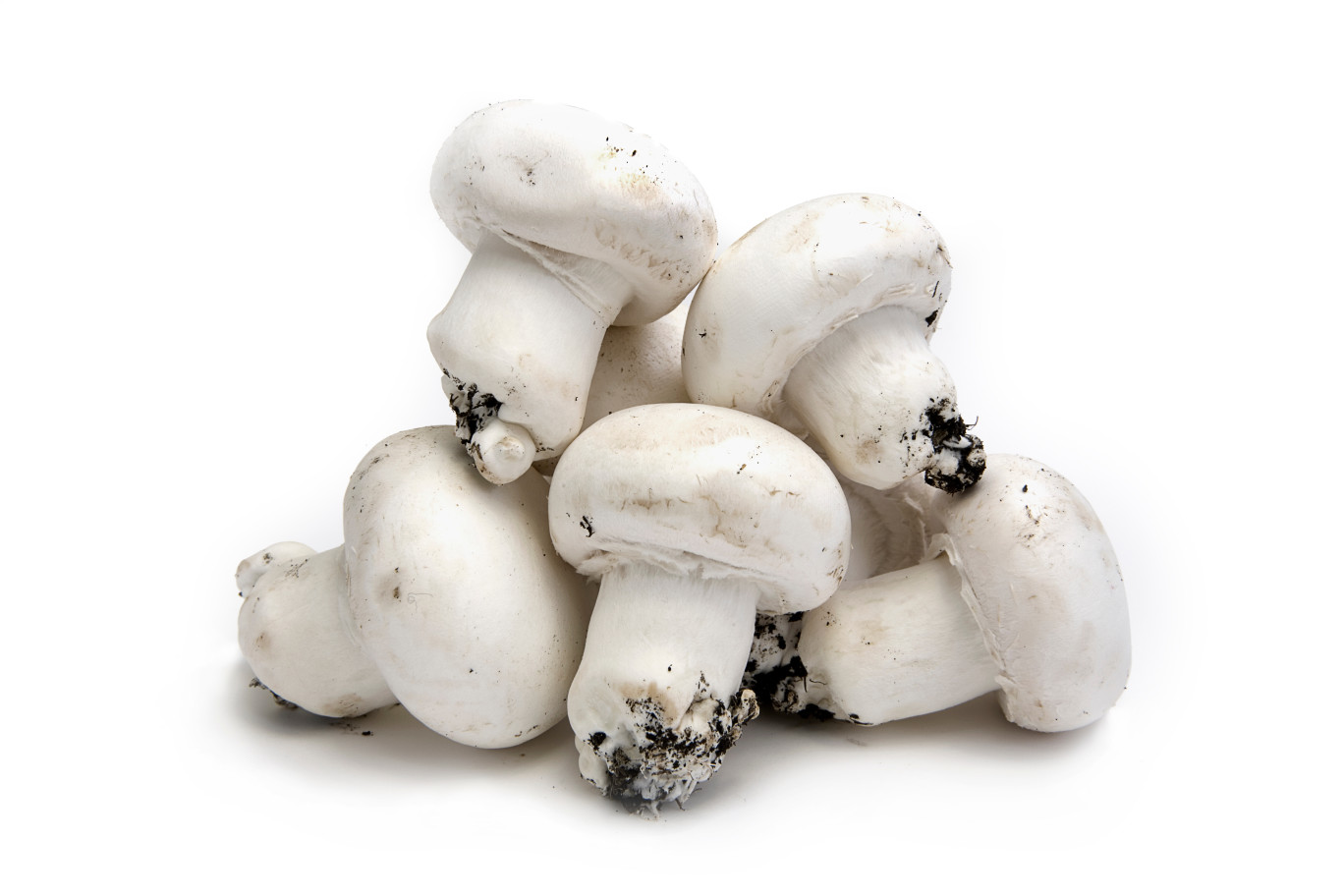 La production de champignons pourrait reprendre avec l'objectif d'alimenter les circuits-courts. © Zwamburg / Creative Commons