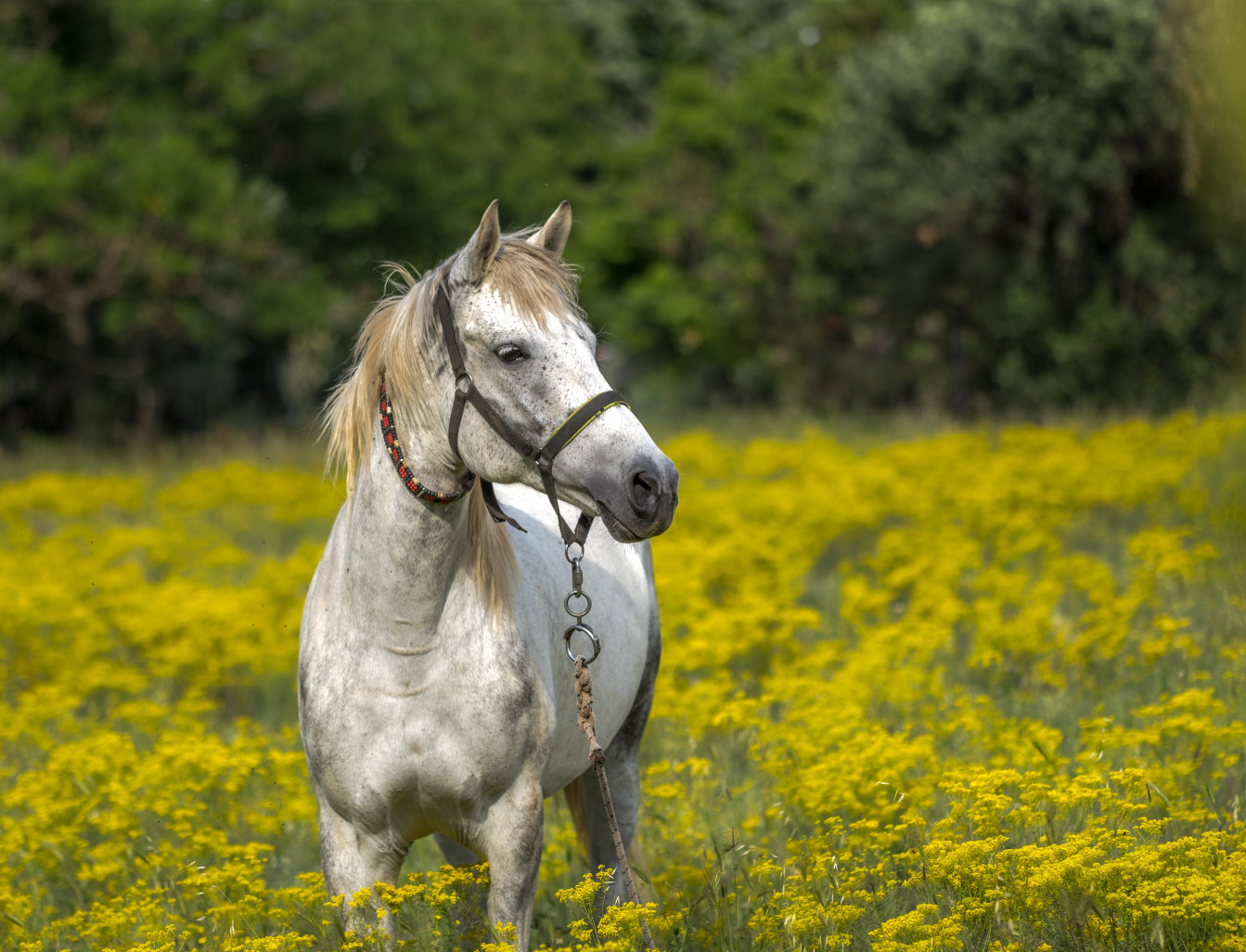Un cheval produit environ une tonne de fumier par mois. (©Pixabay)