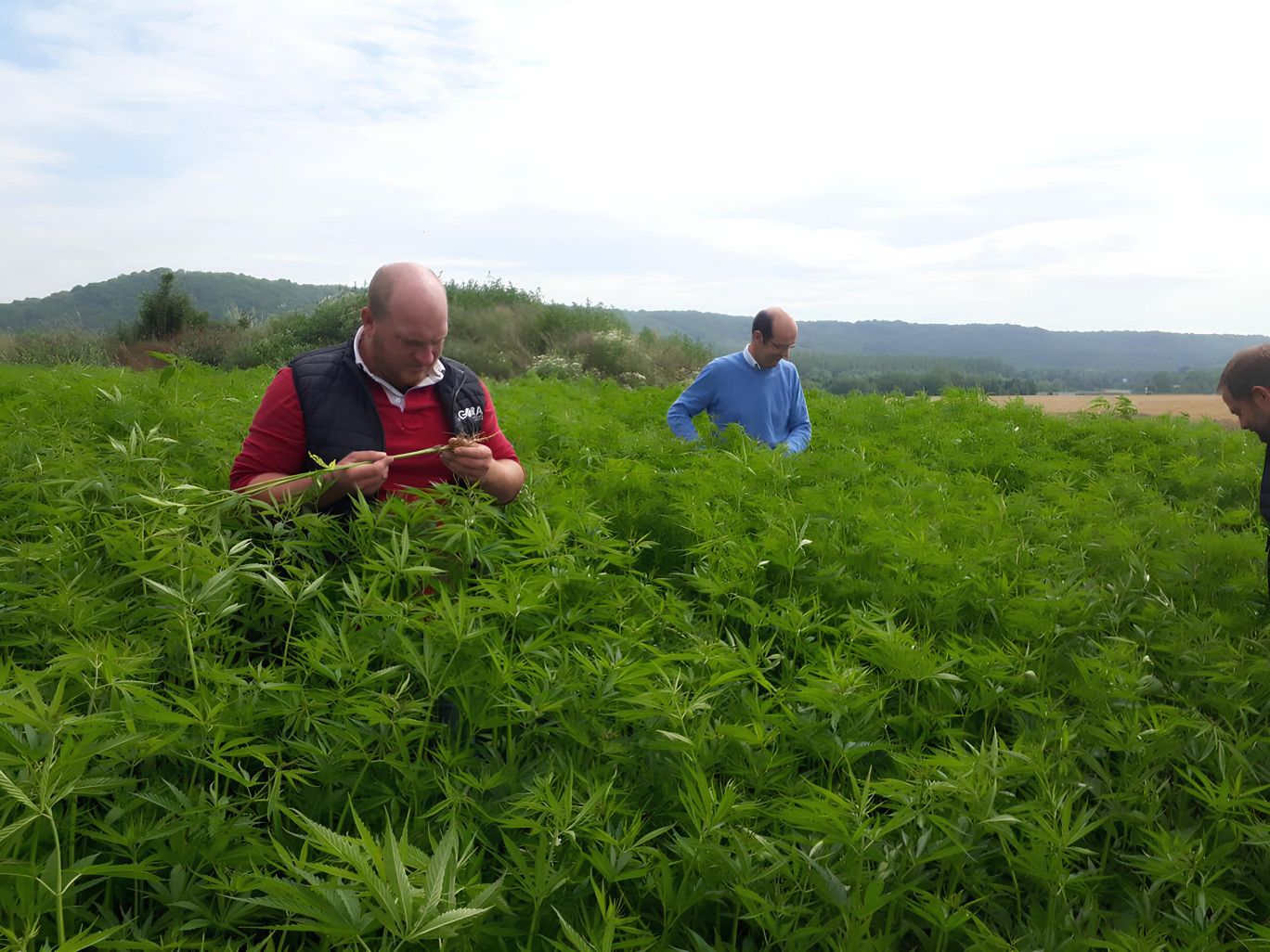 Les agriculteurs au cœur de cette initiative ont réalisé des visites en Nouvelle Aquitaine où le chanvre prospère. (© Marie Gillet)