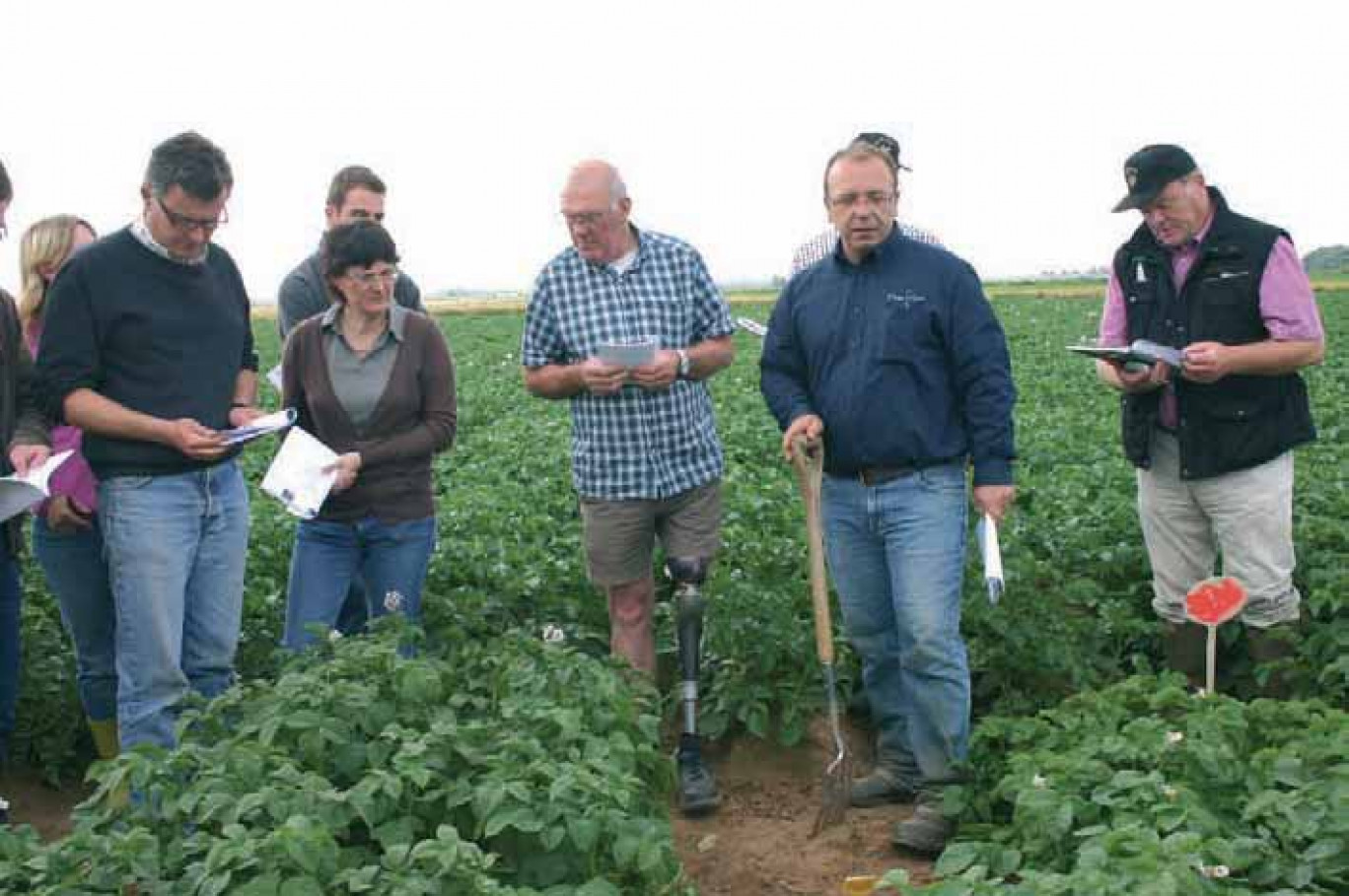 Les producteurs qui travaillent pour Bayard distribution, des techniciens et des maisons de plants ont découvert, sous le ciel picard, les variétés de demain.