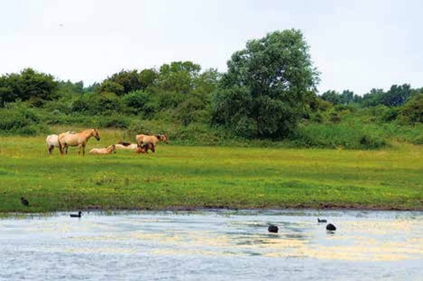 La baie de Somme, classée Grand Site depuis 2011 est sans doute le territoire idéal pour promouvoir l’écotourisme sur le territoire.