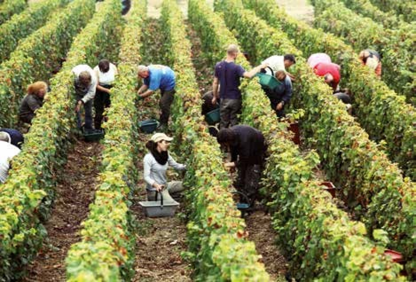 Les vendanges axonaises durent quinze jours.