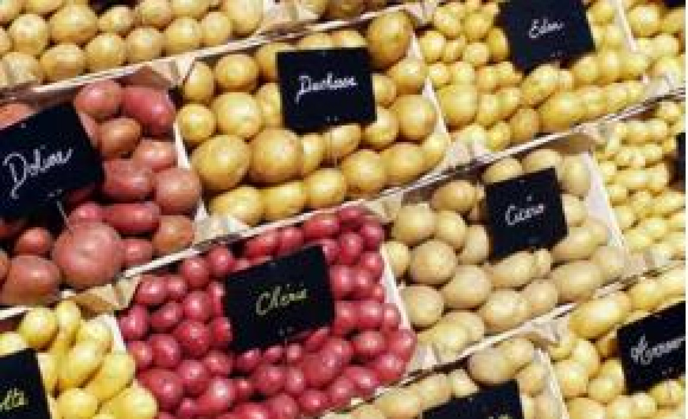 Les Hauts-de-France sont la première région productrice de pommes de terre.