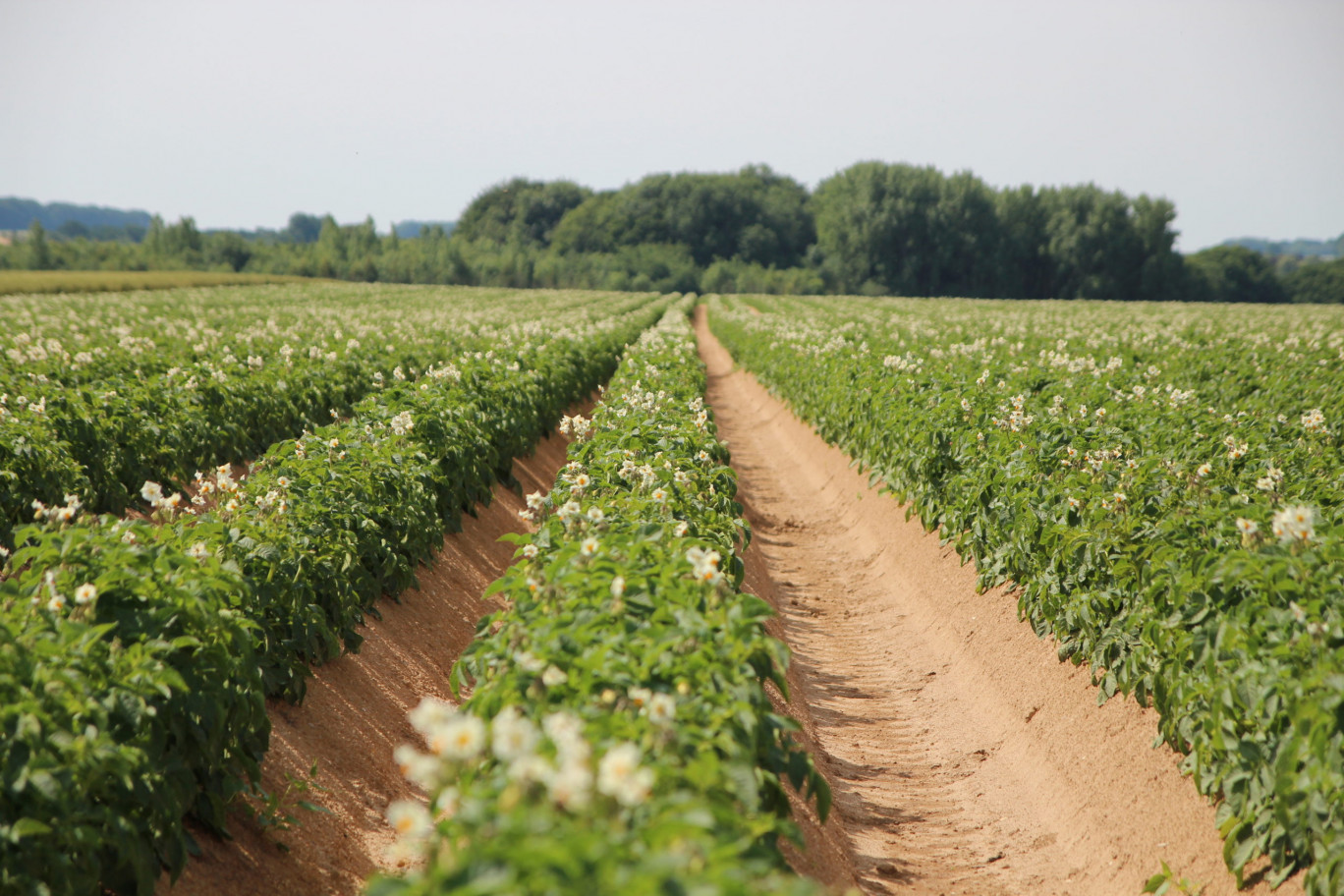 50% des pommes de terre produites en France sont destinés à la restauration.(c) Aletheia Press/B.Delabre
