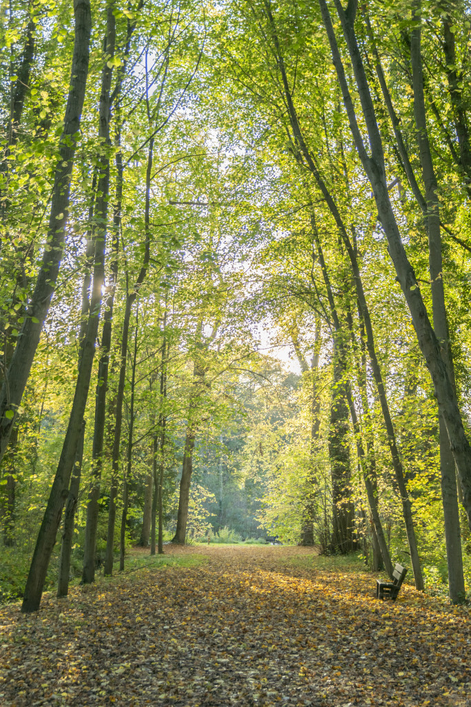 Une forêt de peupliers, très présents dans la région.(c)Adobe.