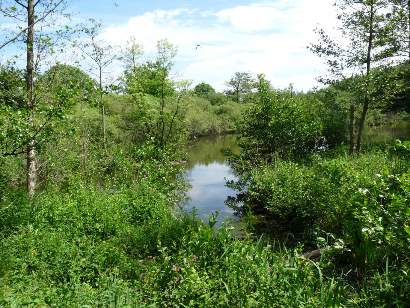 L'association œuvre notamment à protéger la qualité des zones humides.
