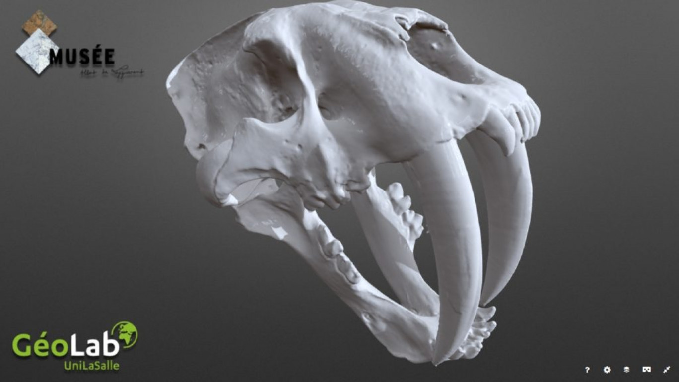 Ce crâne de Smilodon peut être observé sous toutes les coutures.©GeoLab UniLasalle