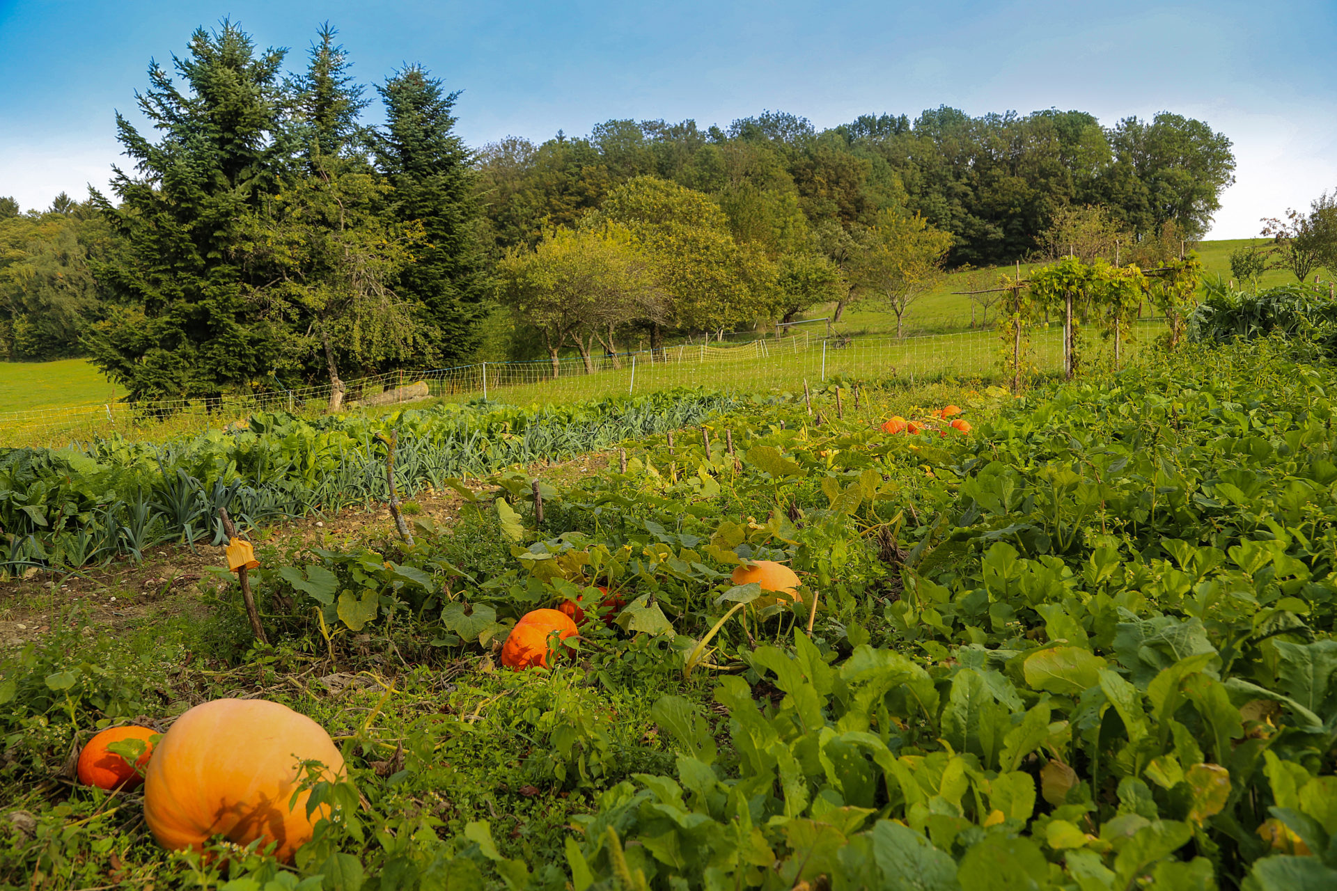 L'agriculture bio pousse dans les HautsdeFrance  La Gazette Oise